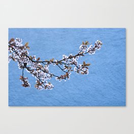 Blossom on Blue Canvas Print