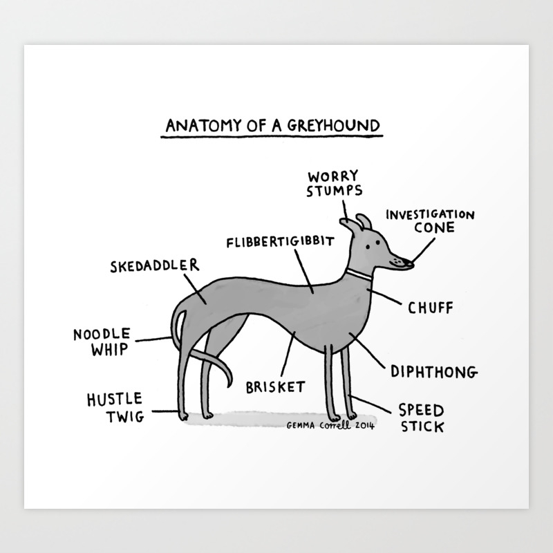 Anatomy of a Greyhound Art Print by 