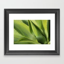 Agave Cactus Framed Art Print