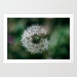 Dandelion Art Print