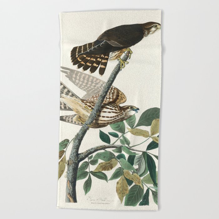 Pigeon Hawk from Birds of America (1827) by John James Audubon  Beach Towel