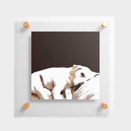 The Look - High Contrast Labrador Retriever Dog Art Floating Acrylic Print