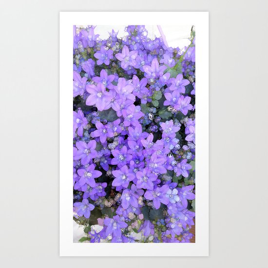 Campanula Art Print