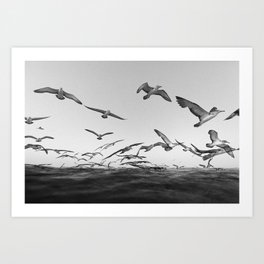 Seagulls 210821-0A0A4539 Art Print