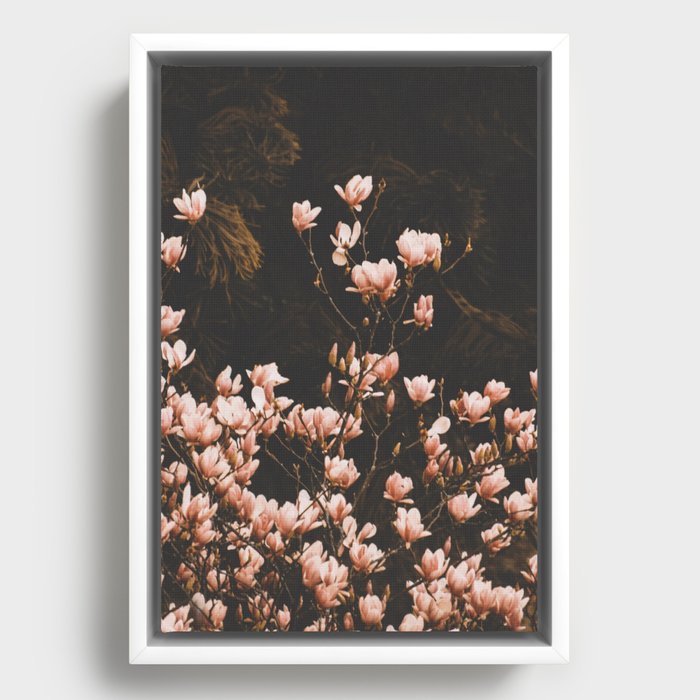 Magnolia Flowers - Elegant Blush Pink Floral photography by Ingrid Beddoes Framed Canvas