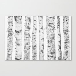 Birch Trees | Forest Landscape Photography Minimalism Canvas Print