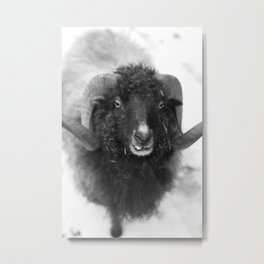The black sheep, black and white photography Metal Print