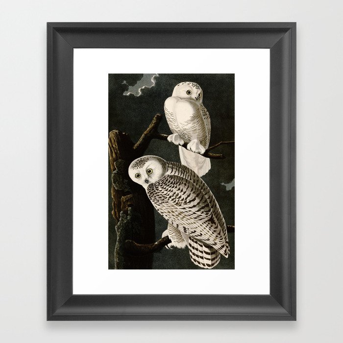Snowy Owl Vintage Bird Illustration - Audubon Framed Art Print