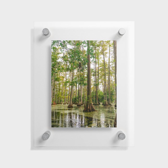 Charleston Cypress Gardens XXXVIII Floating Acrylic Print