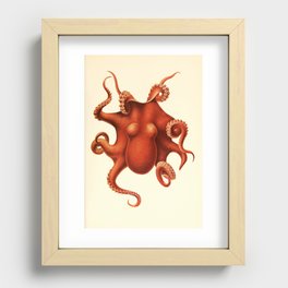 Art by Friedrich Wilhelm Winter from "Cephalopod Atlas" by Carl Chun, 1910 (benefitting Greenpeace) Recessed Framed Print