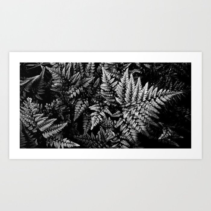 Forest Ferns Art Print