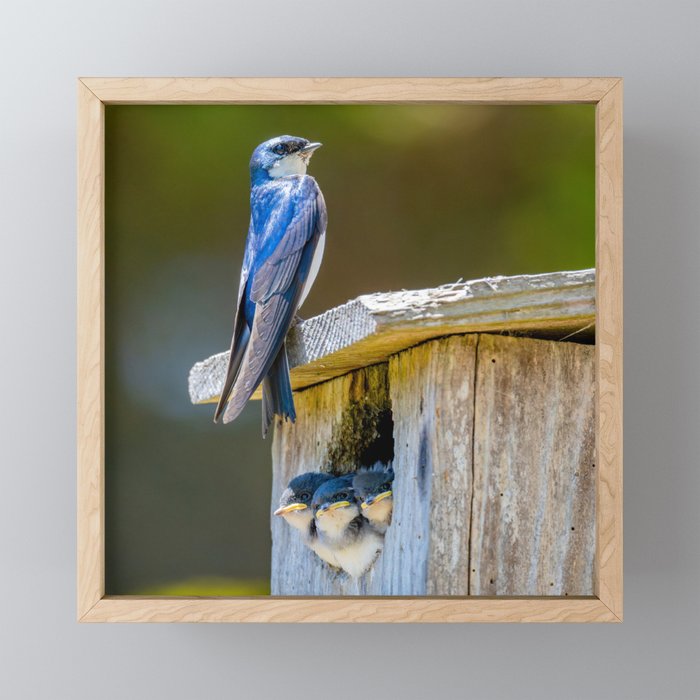 Swallow Family on a Box Nest - square image Framed Mini Art Print