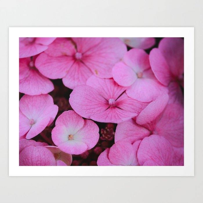 Pink flowers  (Hydrangea Tiffany Violet, Hydrangea Macrophylla) Art Print