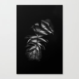 Feather abstract | Black and white nature photography  Canvas Print