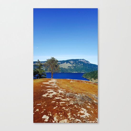 Lone Arbutus, Mid Afternoon Stoney Hill Canvas Print