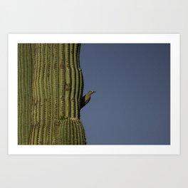 Gila Woodpecker on Saguaro Cactus Art Print