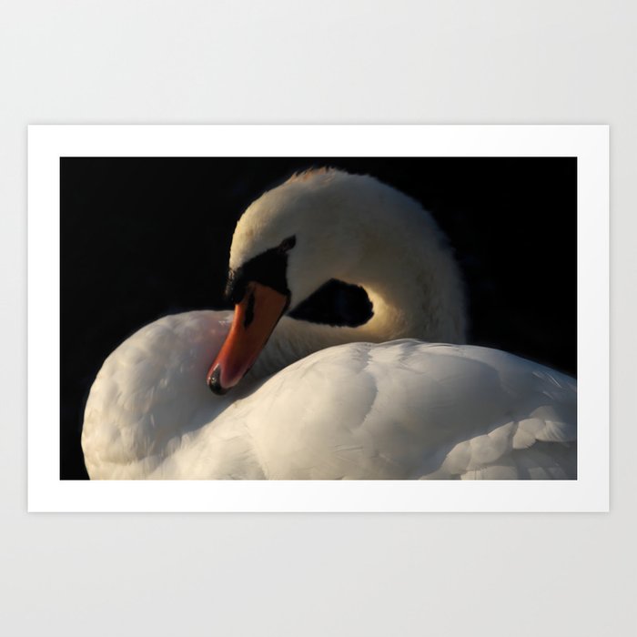 swan -03- Art Print