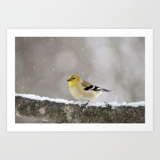 Winter Goldfinch Art Print