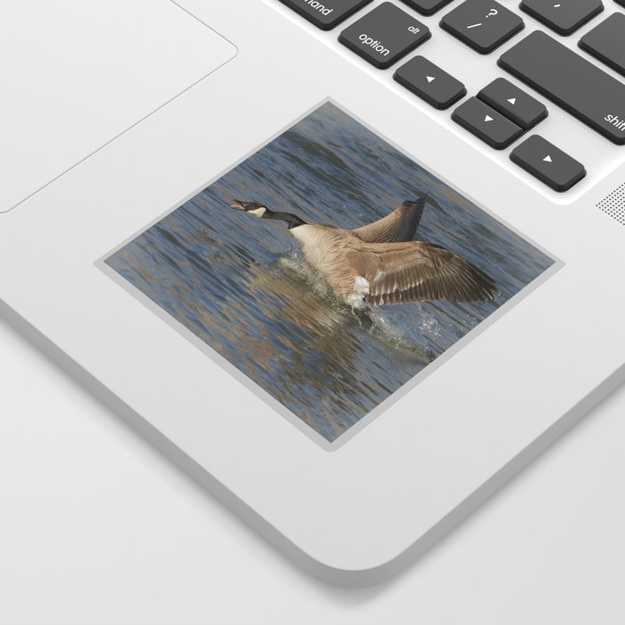 Canada Goose At The River Sticker