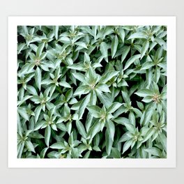 Cool Green Tropical Plant  Art Print