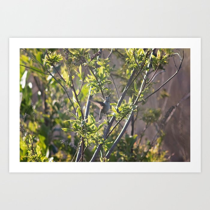 Hummingbird in the Bushes Art Print