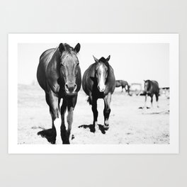 Quarter Horse Herd in Black and White Art Print