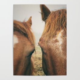Side By Side - horse photograph Poster
