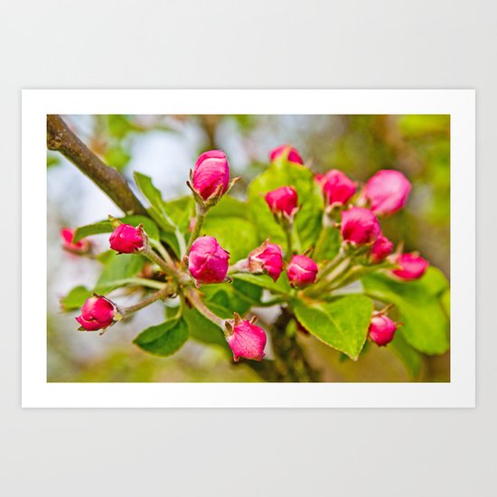 Pink buds Art Print