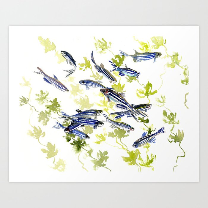 Fish Blue green fish design zebra fish, Danio aquarium Aquatic design underwater scene Art Print
