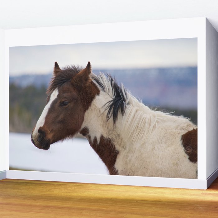Tri Colored Horse Wall Mural