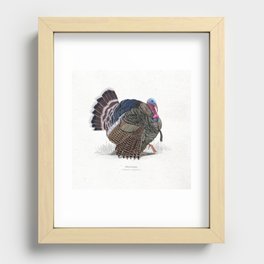 Wild turkey scientific illustration art print Recessed Framed Print