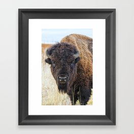 Bison / Buffalo - Staring Contest Framed Art Print