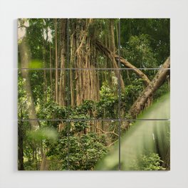 Brazil Photography - Tall Tropical Trees In The Rain Forest Wood Wall Art