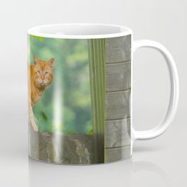 Lovely Enchanting Domestic Feline Stone Fence UHD Mug