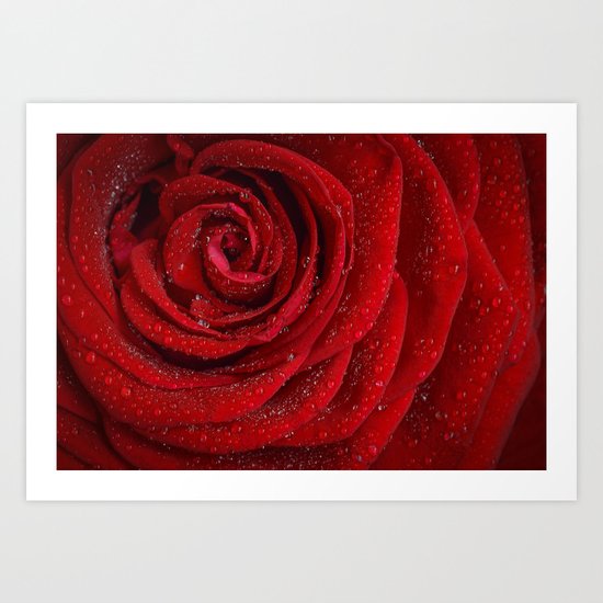 red rose Art Print