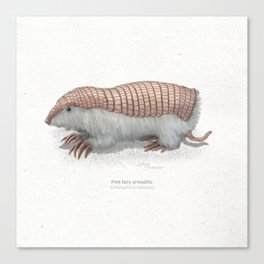 Pink fairy armadillo scientific illustration art print Canvas Print