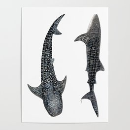 Whale sharks Poster