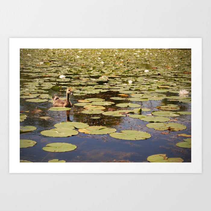 Duck amongst the lillies Art Print