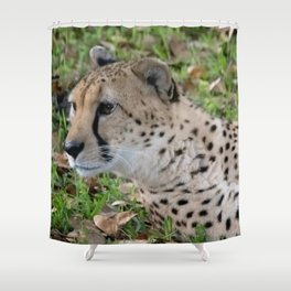 cheetah looking around Shower Curtain