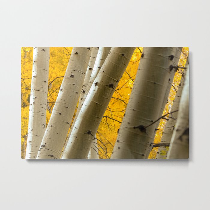 Aspen Trees Metal Print