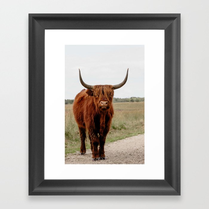 Highland Cow in nature | Scottish Highlanders, cattle in the Netherlands | Wild animals | Fine art travel and nature photography art print Framed Art Print