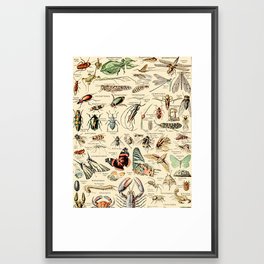 Vintage Insect Identification Chart // Arthropodes by Adolphe Millot XL 19th Century Science Artwork Framed Art Print