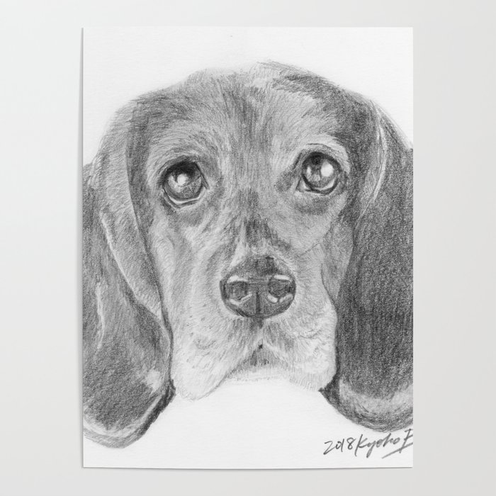 Beagle Dog Face Realistic Pencil Sketch Drawing Poster by Kyoko Bartley |  Society6