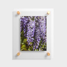 Wisteria Floating Acrylic Print