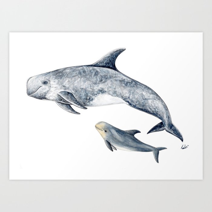 Risso´s Dolphin Art Print