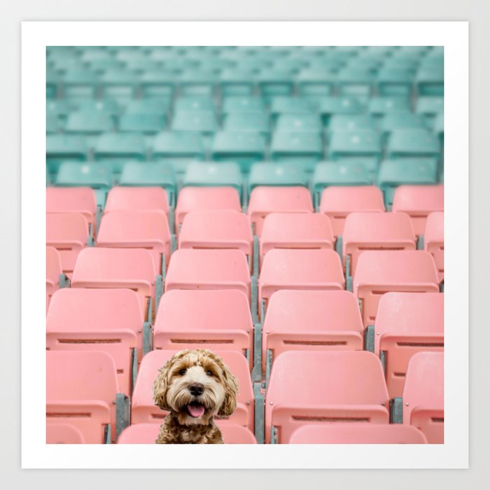 Labradoodle Sitting in Stadium Art Print