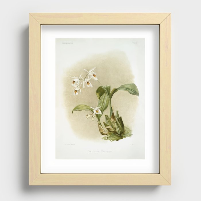 Coelogyne sanderæ from Reichenbachia Orchids (1888-1894) illustrated by Frederick Sander (1847-1920) Recessed Framed Print