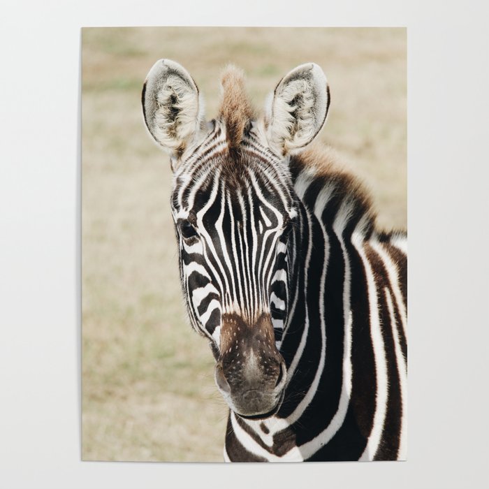 Zebra  Poster
