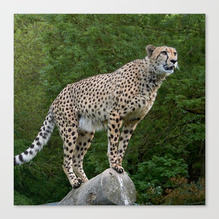 South Africa Photography - Majestic Cheetah Standing On A Log Canvas Print