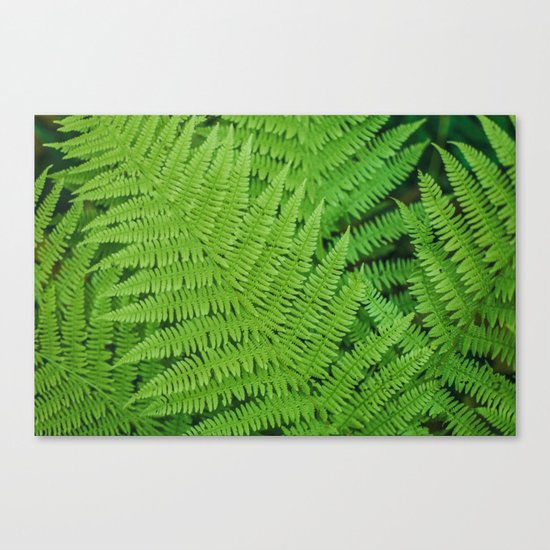 Fern Canvas Print